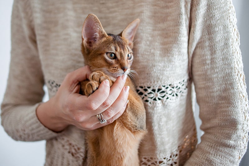 cat breed Unveiling the Abyssinian Cat