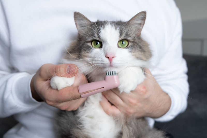 Cat tooth brushing