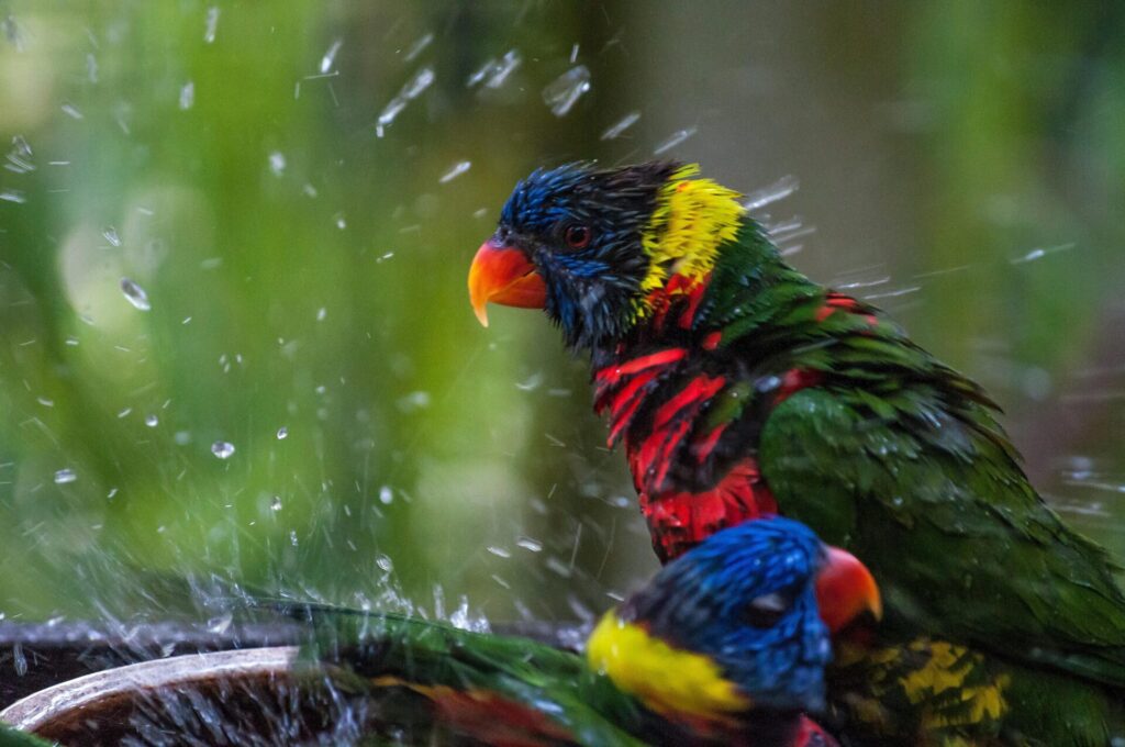 Significance of Bird Bathing