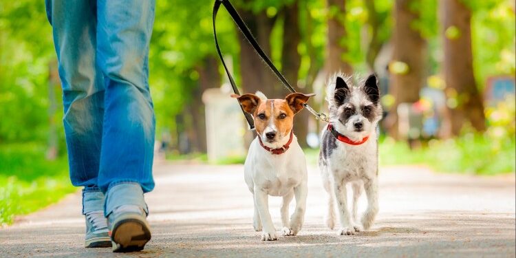 Leash Train for Tail-Wagging Joy