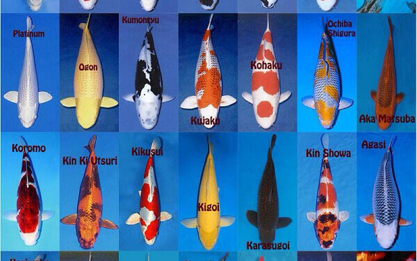 Understanding Koi Varieties