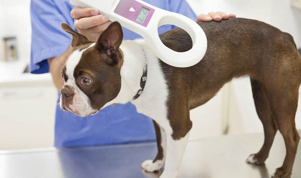 microchips and cancer in pets