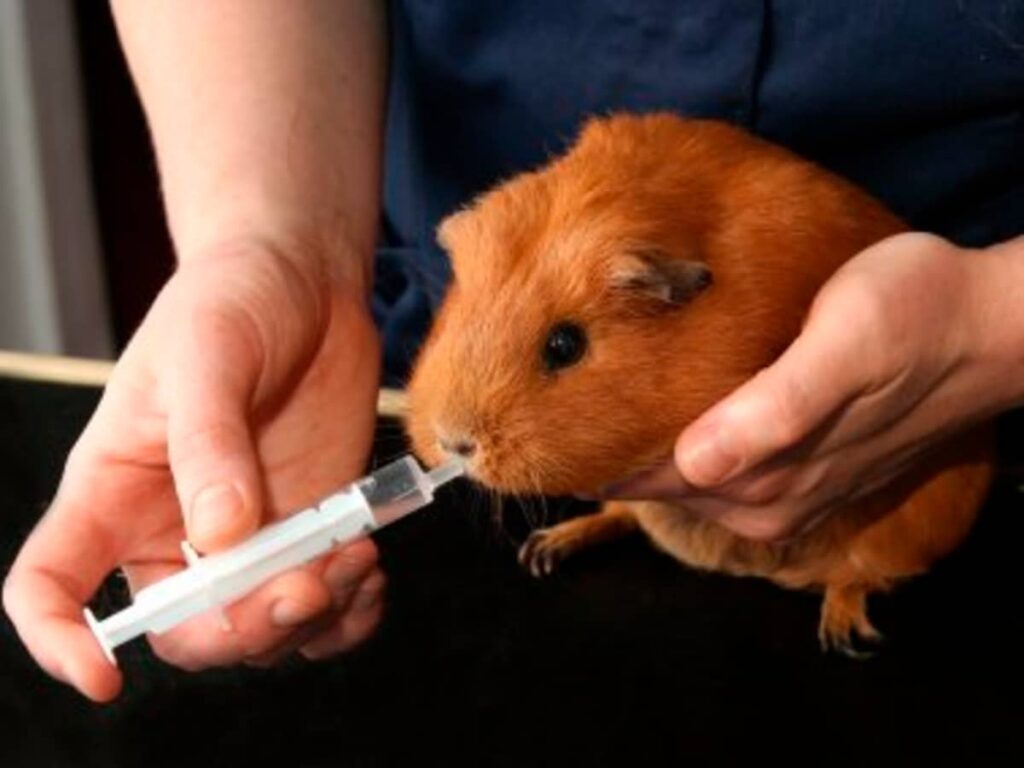 Guinea pig health guide