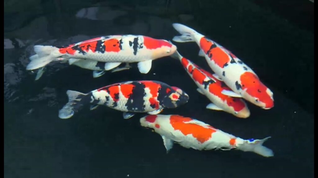 Secrets of Koi Fish