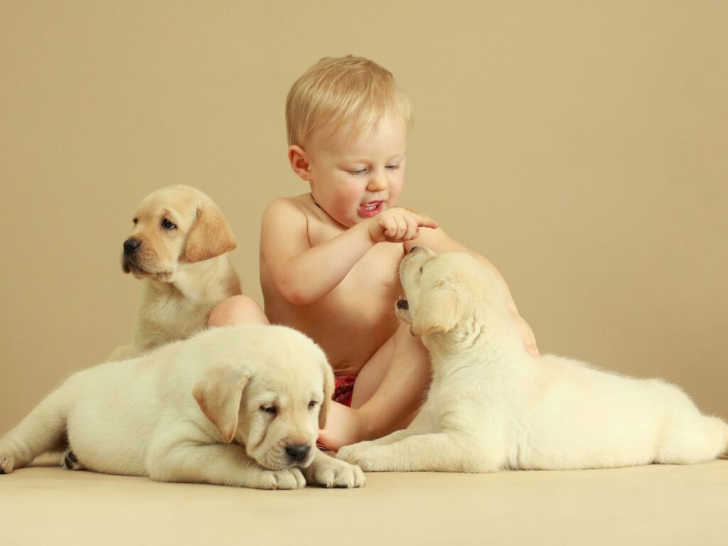 Mastering the Art of Puppy and Baby Introductions