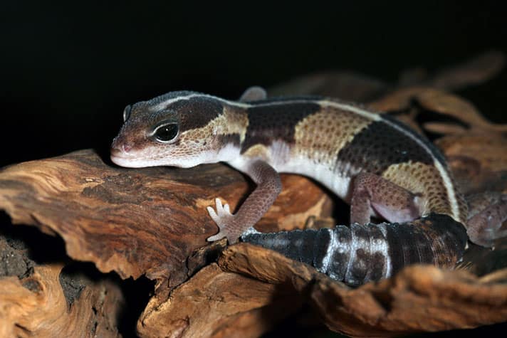 African Fat-Tailed Geckos