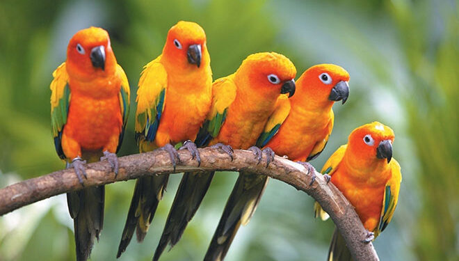 Amazon Parrots