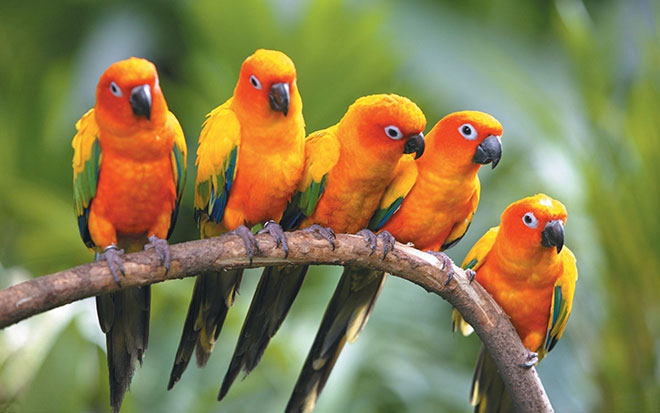 Amazon Parrots