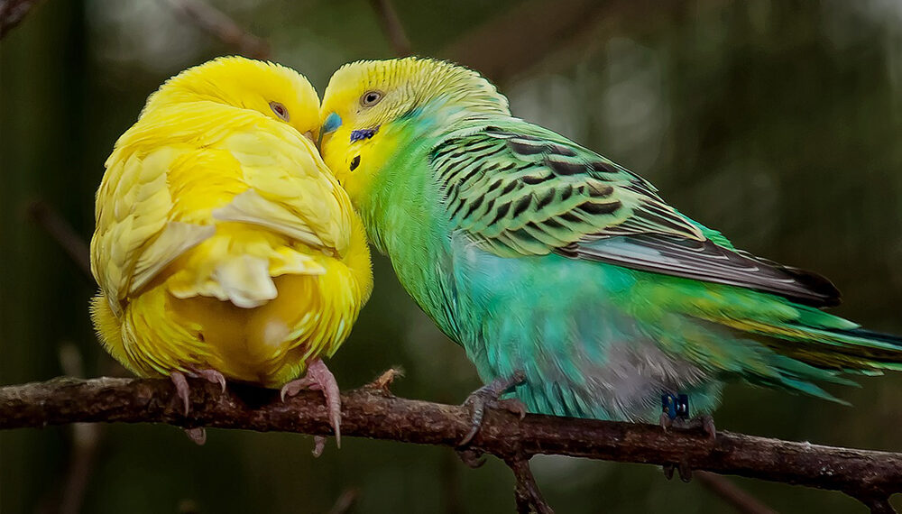 Bird Cere and Mating Rituals