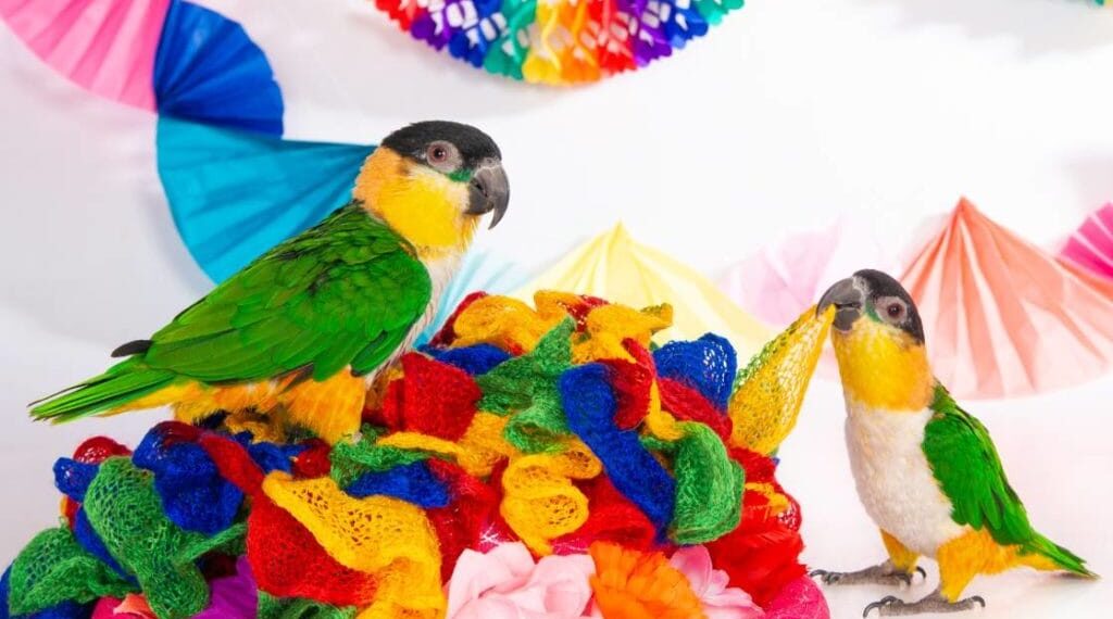 Caiques: The Party Birds