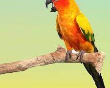 Conures The Dynamic Daredevils