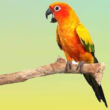 Conures The Dynamic Daredevils