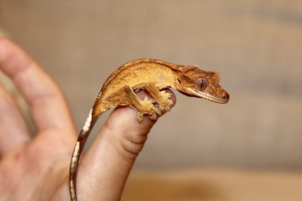 Crested Geckos