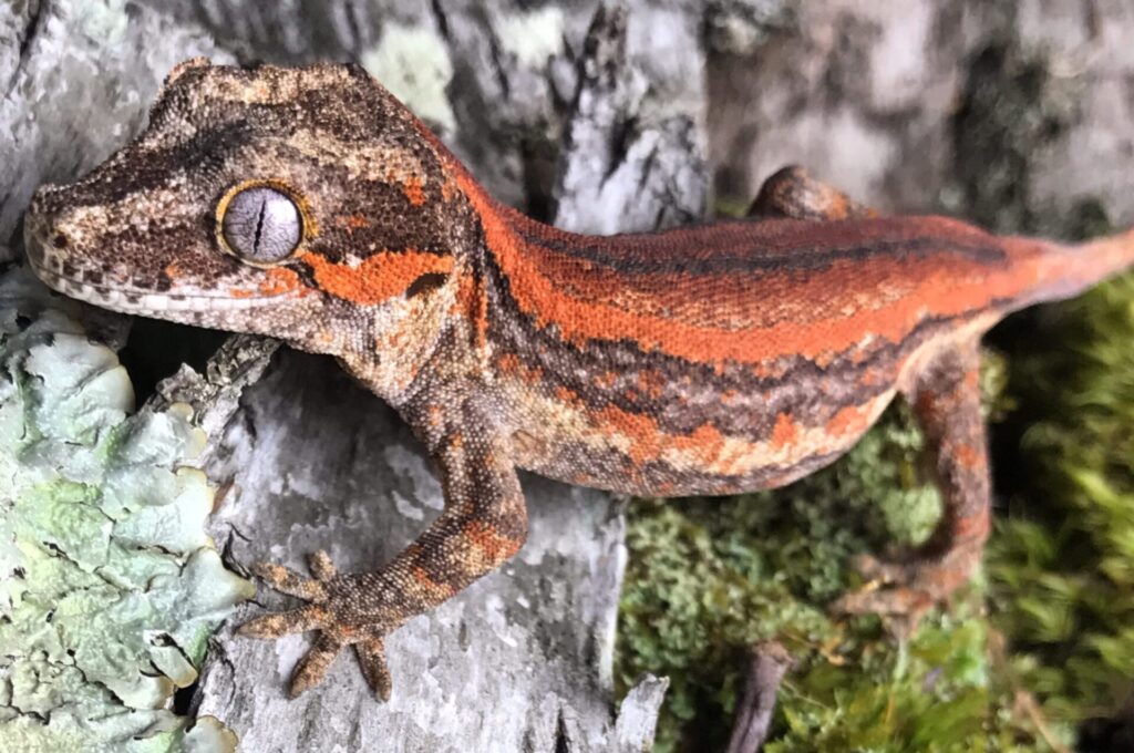 Gargoyle Geckos