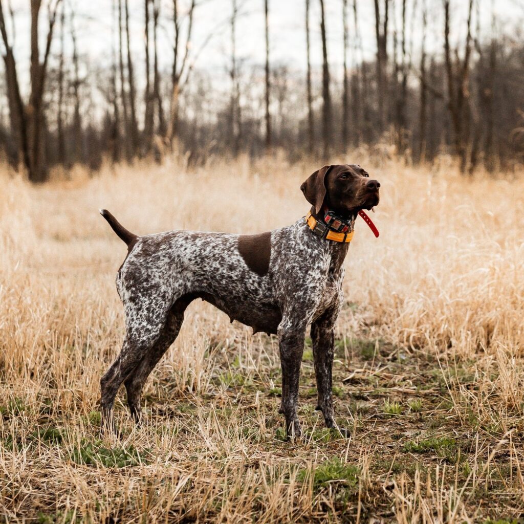 German Shorthaired Pointer