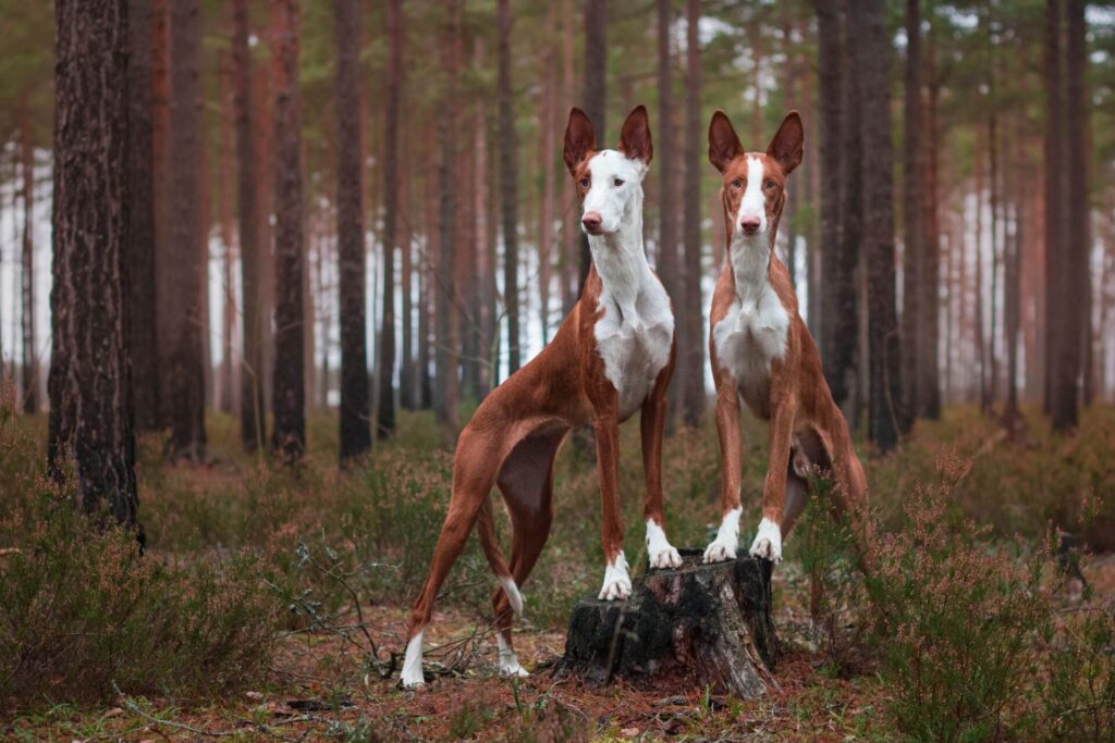 Ibizan Hound