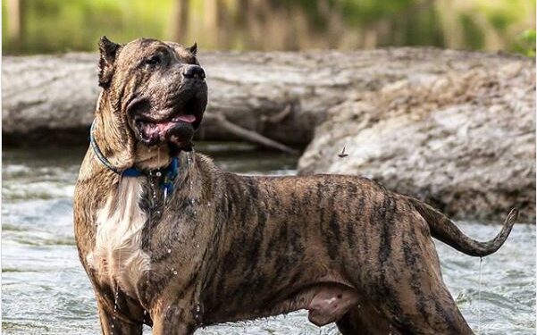 Perro de Presa Canario