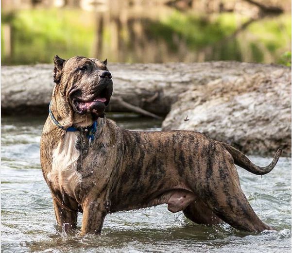 Perro de Presa Canario