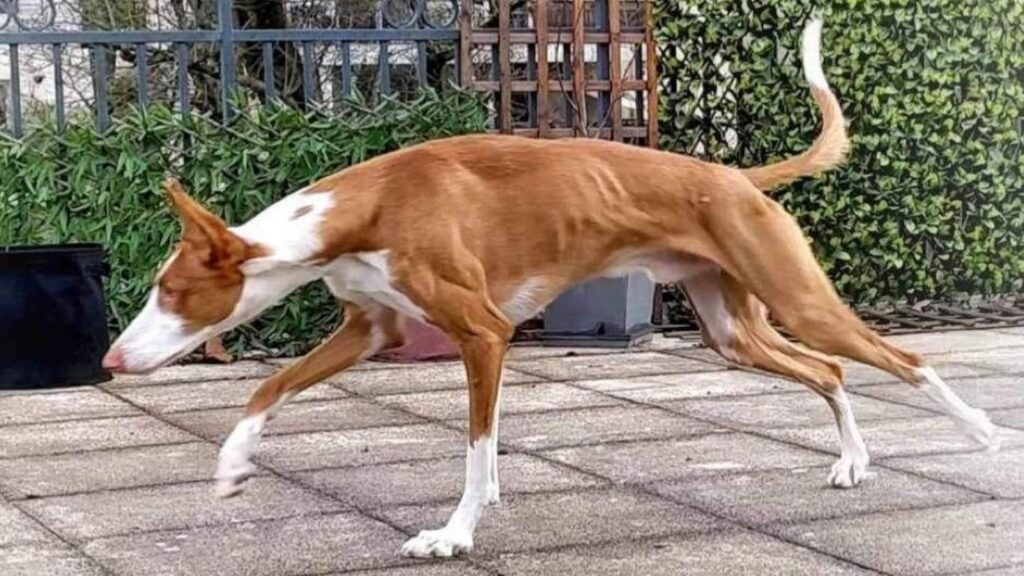 Podenco