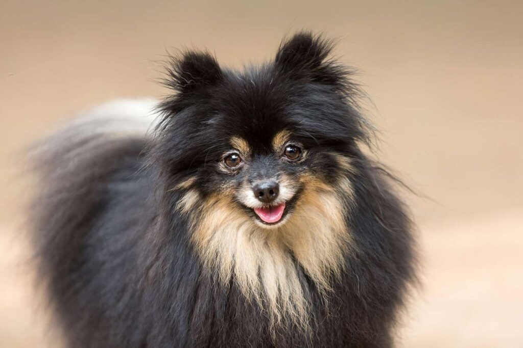 Pomeranian