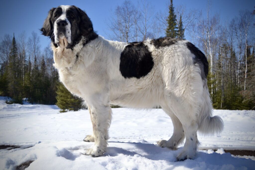 Majorca Shepherd Dog