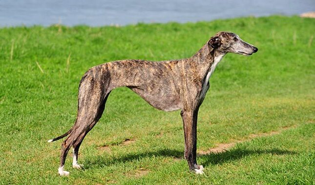 Spanish Greyhound, boasts a short smooth