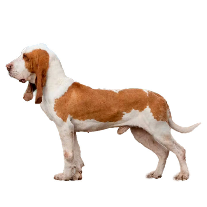 Spanish Hound (Sabueso Espanol)