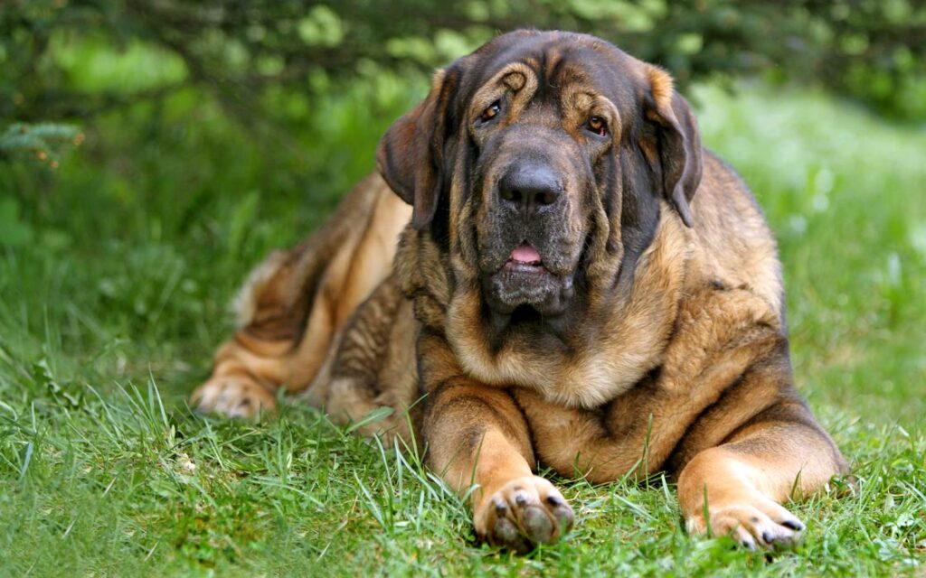 Spanish Mastiff, Mastín Español