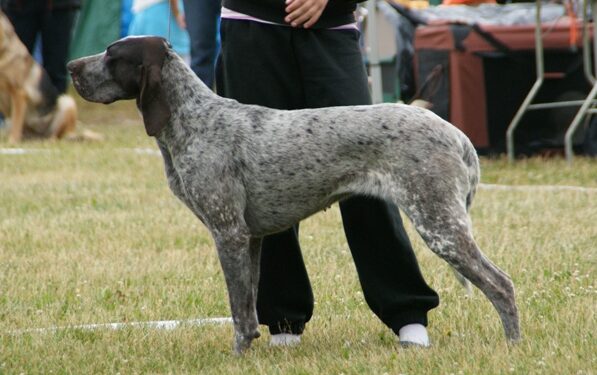 Spanish Pointer (Perdiguero de Burgos)