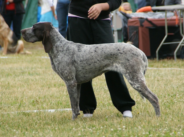 Spanish Pointer (Perdiguero de Burgos)