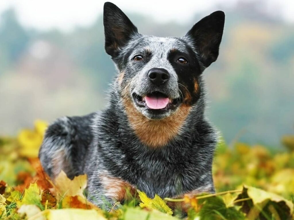 Active Lifestyle Dog Breeds