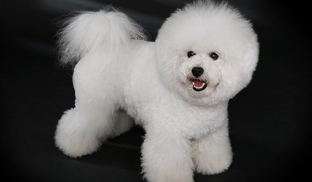 Bichon Frise