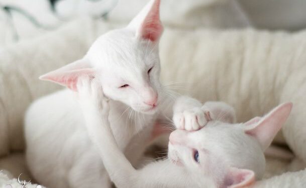 White cats, particularly those with