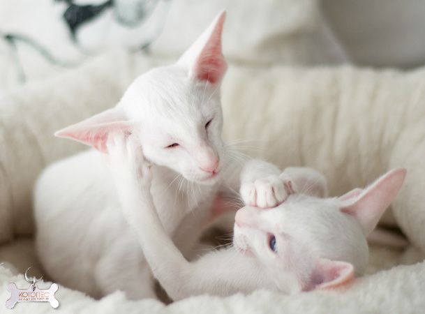 White cats, particularly those with