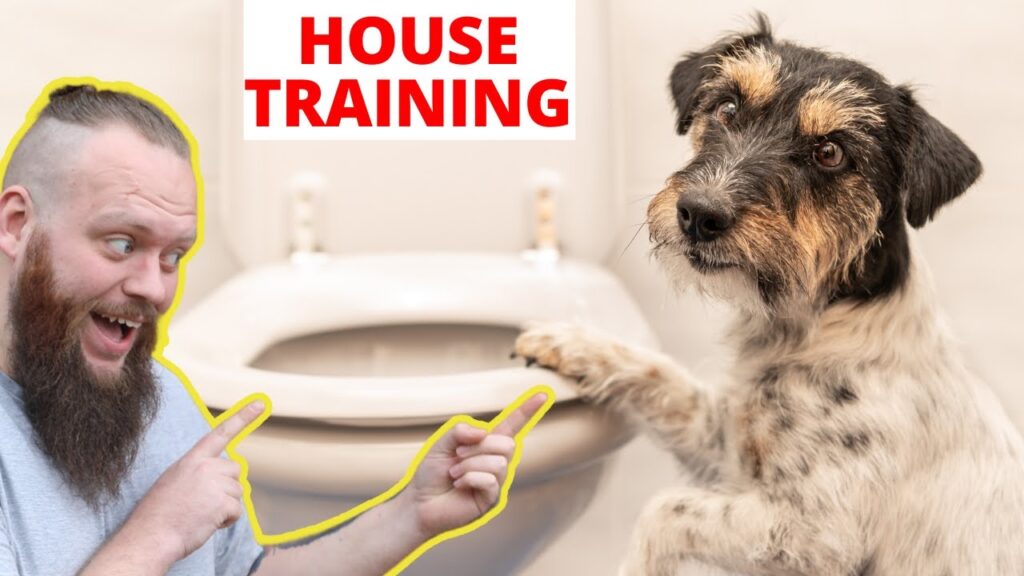 Unleash the Secrets of Dog Potty Training