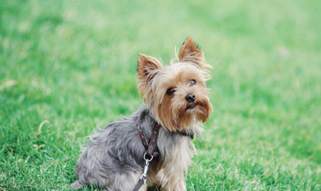 Yorkshire Terriers are lively