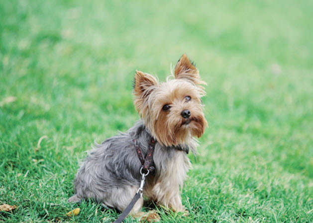 Yorkshire Terriers are lively