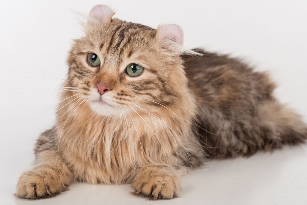 The American Curl originated in California