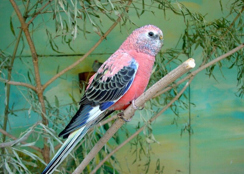 Bourke’s Parakeet