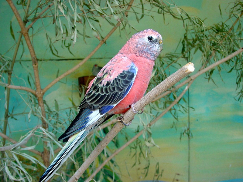 Bourke’s Parakeet