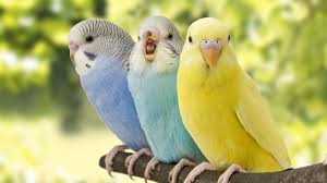 The Budgerigar, commonly known