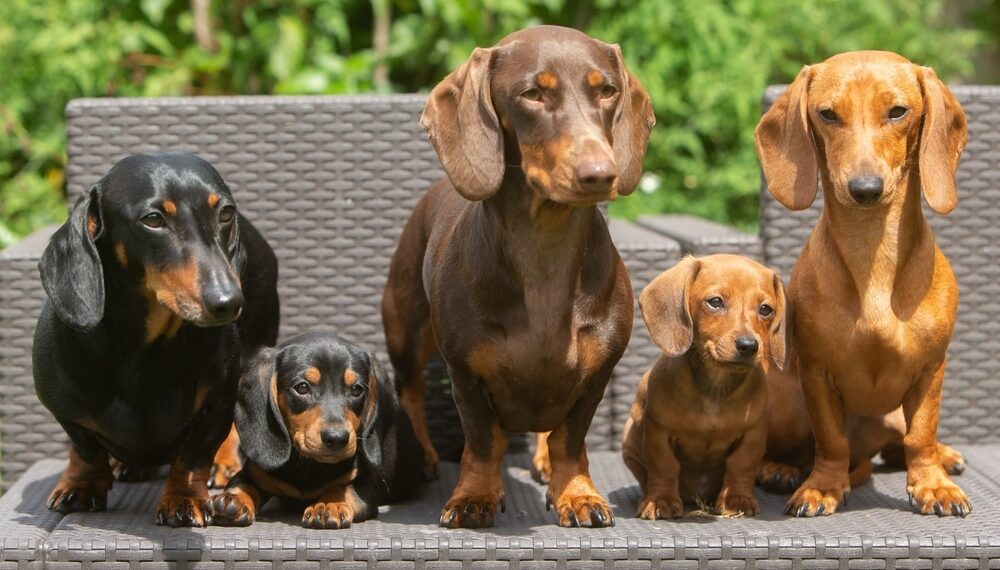 Dachshunds, also known as wiener dogs