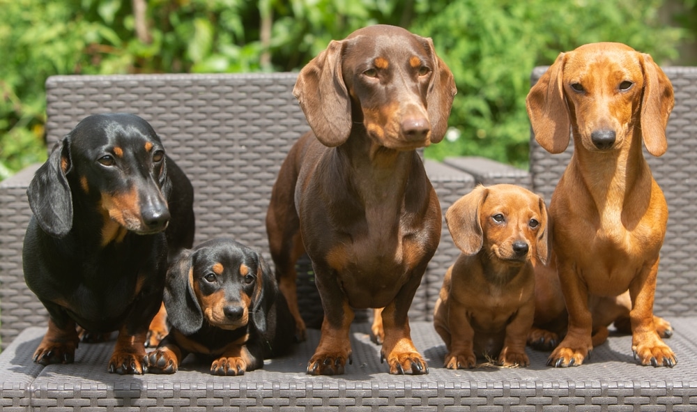 Dachshunds, also known as wiener dogs