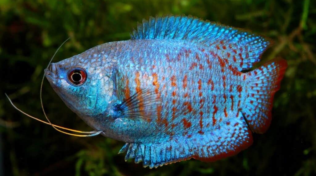 Dwarf gouramis are charming small fish known for their dazzling