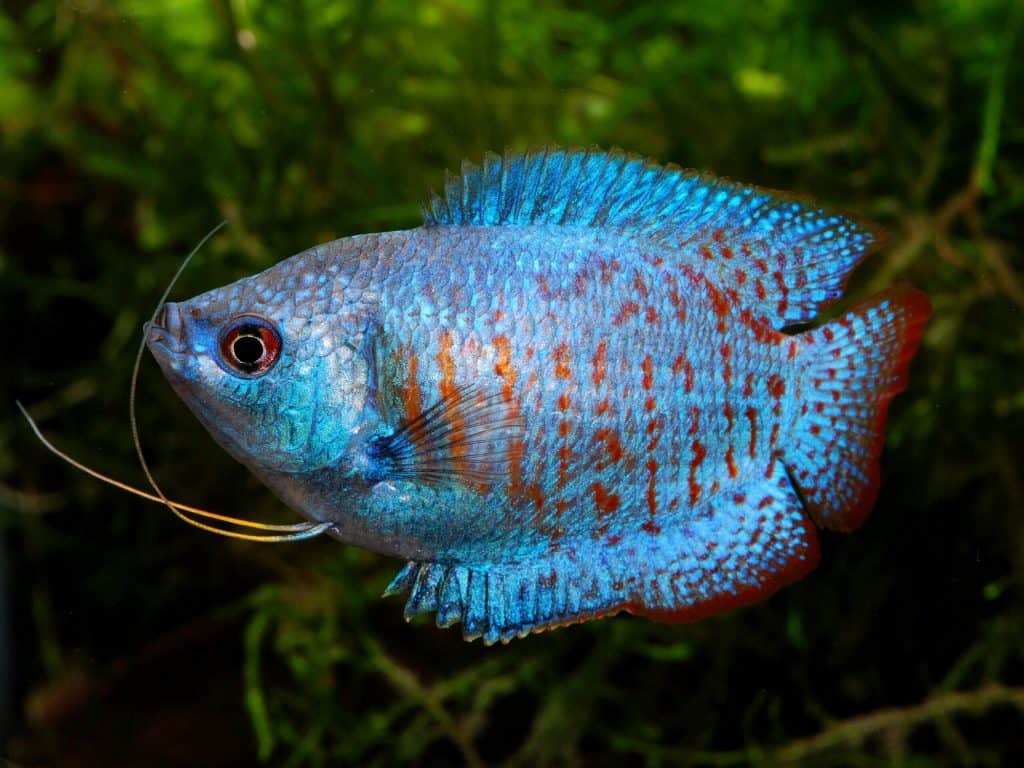 Dwarf gouramis are charming small fish known for their dazzling