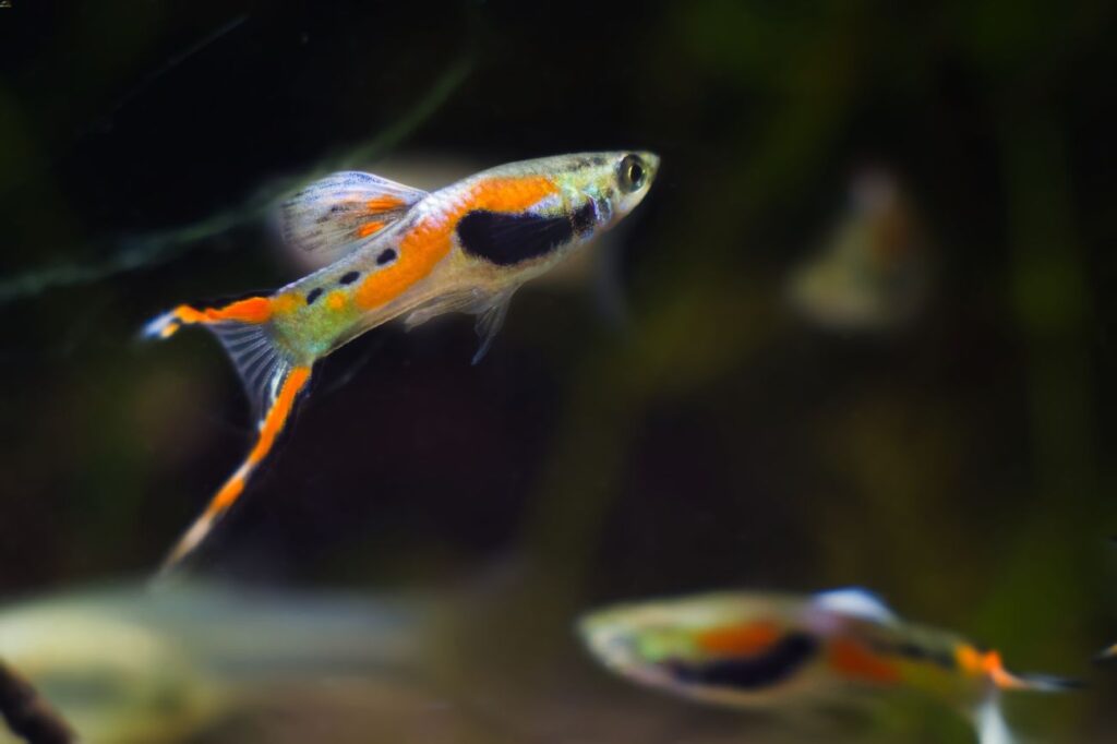 Endler's livebearers are small