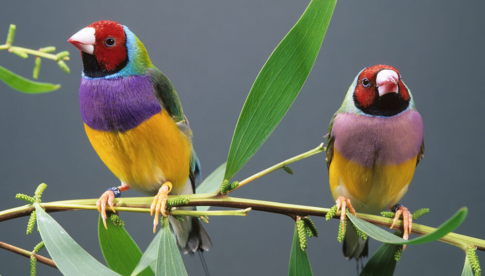 Gouldian Finches