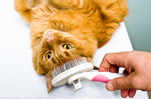 Grooming Tips for Small Cats