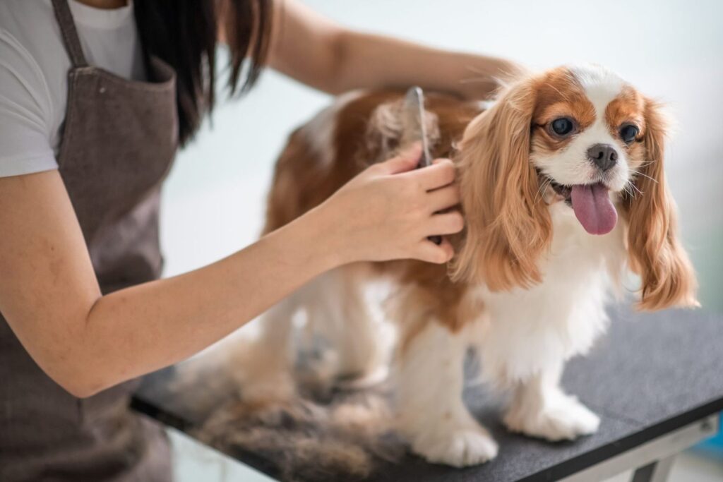 Grooming Tips for Small Dogs