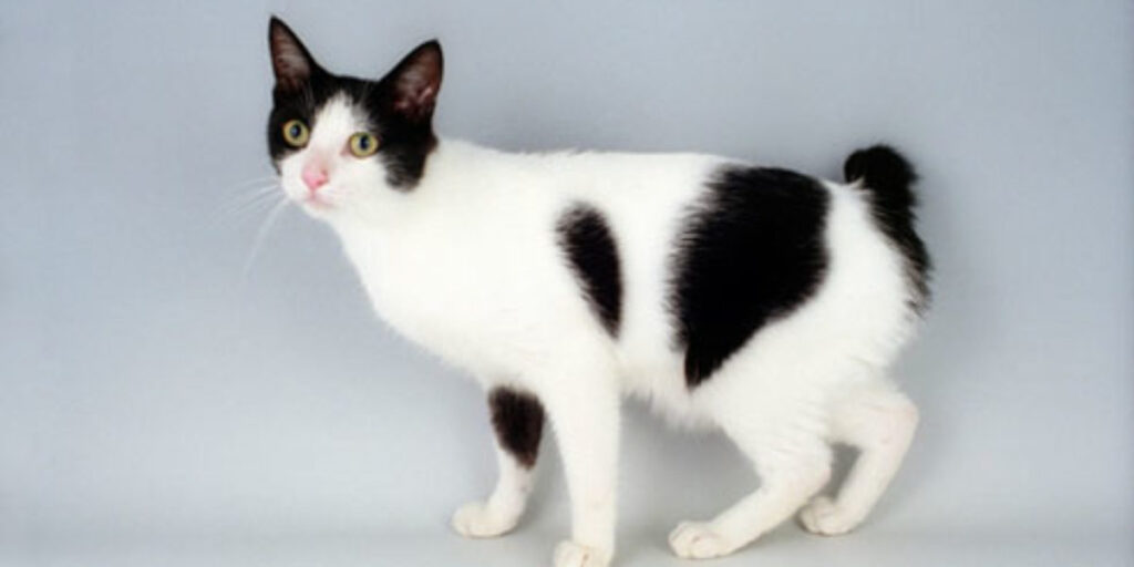 The Japanese Bobtail